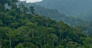 Pemanfaatan Hutan Dipertegas Lewat PPKH  Bukan untuk Diperjualbelikan