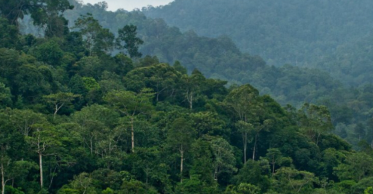 Pemanfaatan Hutan Dipertegas Lewat PPKH  Bukan untuk Diperjualbelikan