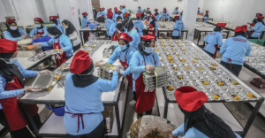 Dampak Besar MBG  19 Ribu Dapur Gizi dan 800 Ribu Lapangan Kerja