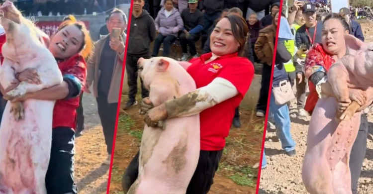 Sekali Lomba  Wanita Tangkap 22 Ekor Babi