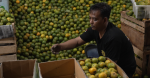 Sejak Ada MBG  Pedagang Jeruk di Pasar Gede Solo Raup Cuan  Jual 7 Ton Sehari