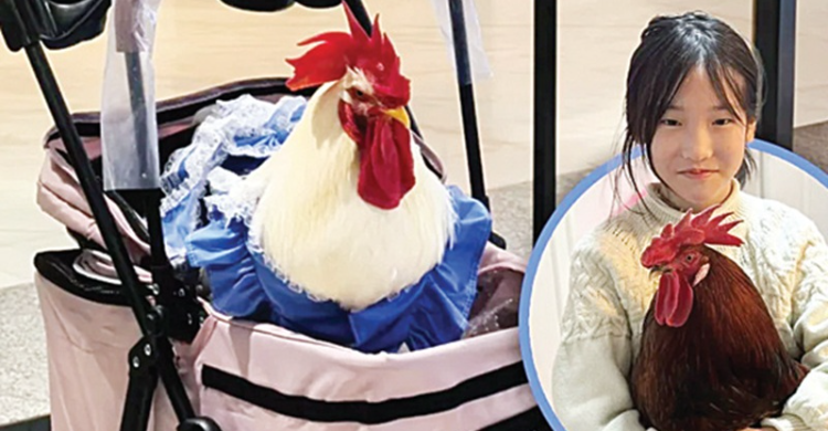 Ayam Pakai Baju Dan Naik Stroller