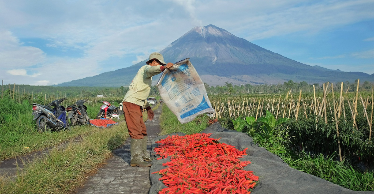 BRI Salurkan KUR Rp65 95 Triliun Jangkau 558 Ribu Petani dan 23 Ribu Nelayan
