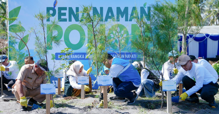 PLN EPI Tanam 2 500 Cemara Udang Cegah Abrasi Pesisir Lombok