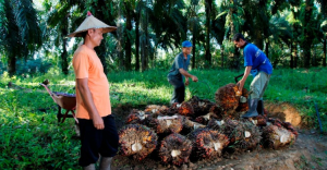 Sawit Sempat Tertekan  PTPN IV PalmCo Jaga Serapan TBS Petani Sesuai Aturan