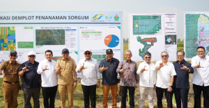 PTPN I Siapkan Lahan Sorgum  Dukung Penuh Percepatan Ketahanan Energi Nasional