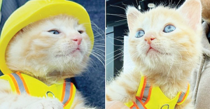Anak Kucing Diangkat Jadi Petugas Konstruksi