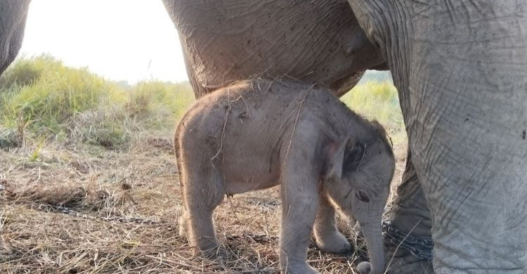 Hadiah 17 an Dari Hutan Sumatera  Kelahiran Anak Gajah Jantan Yang Menggemaskan